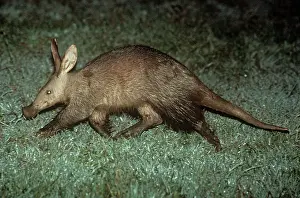 Aardvark