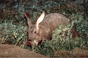 Snout: AARDVARK