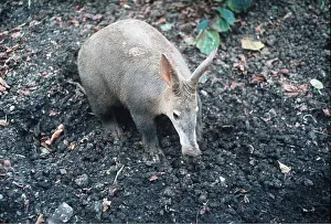 AARDVARK