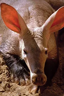 Aardvark: Aardvark - African termite and ant eater. Savannah