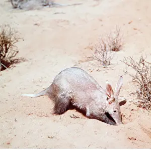 AARDVARK - at burrow