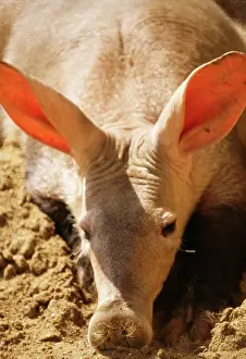 Aardvark: AARDVARK - close-up of head