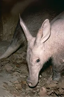 Aardvark: Aardvark - foraging in undergrowth