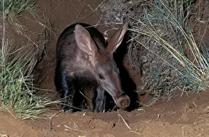 Lair: Aardvark (Orycteropus afer), emerging from burrow