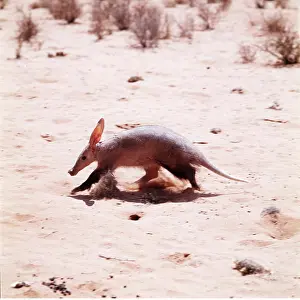 AARDVARK - running