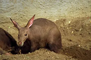 Wallow: Aardvark - in sand wallow