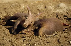 Wallow: Aardvark - young & mother in sand wallow