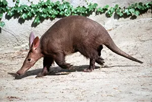 Mary Clay: AARDVARK - young walking