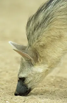 Checks: Aardwolf - checks the ground for termites (its