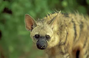 Aardwolf: Aardwolf - Kalahari Desert