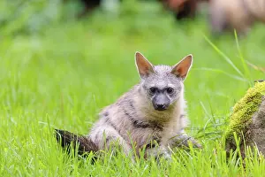 Stripe: An aardwolf (Proteles cristatus) sits in a green meadow next to a mossy rock