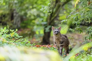 Stripe: An aardwolf (Proteles cristatus) stands in a green forest