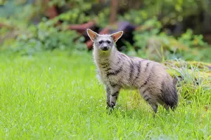 Stripe: An aardwolf (Proteles cristatus) stands in a green meadow