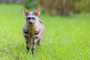 Stripe: An aardwolf (Proteles cristatus) stands in a green meadow