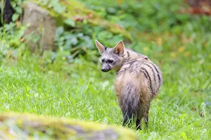 Stripe: An aardwolf (Proteles cristatus) stands looking back in a green meadow behind a mossy rock at the edge of the forest
