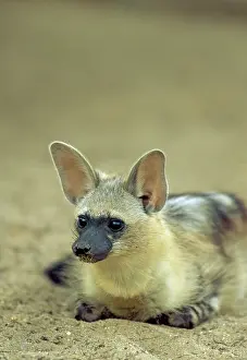 Aardwolf: Aardwolf - resting