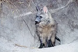 Outs: AARDWOLF - standing at den entrance