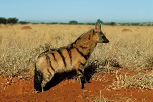 Aardwolf: AARDWOLF - side view