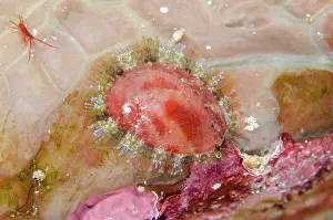 Antennae: Abalone - with characteristic holes in shell - Gili