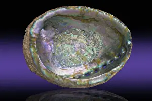 Shellfish: Abalone Shell