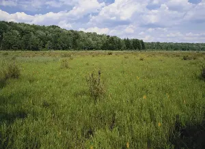 Transition: Abandoned Beaver Pond