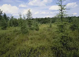 Transition: Abandoned Beaver Pond
