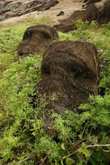 Moais: Abandoned Moais inside the caldera of Rano Raraku