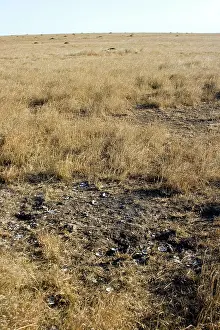 Poaching: Abandoned Ostrich nest