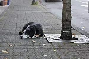 Towns: Abandoned pets in the street France