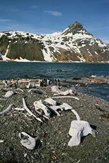 Remains: Abandoned whaling station