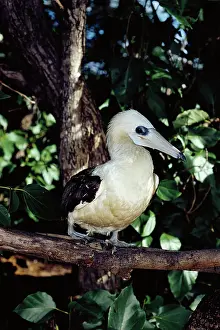 Boobie: AbbottIs booby now breeds only on Christmas Island