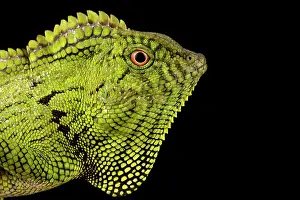 Gonocephalus: Abbott?s Anglehead Lizard (Gonocephalus abbotti)