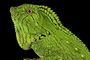 Gonocephalus: Abbott?s Anglehead Lizard (Gonocephalus abbotti)