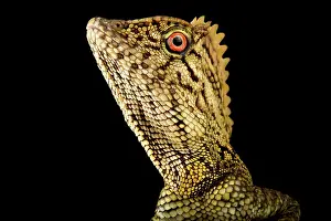 Gonocephalus: Abbott?s Anglehead Lizard (Gonocephalus abbotti)