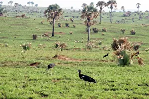 Abdimii: Abdim's Stork - feeding in field