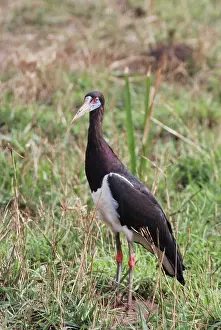 Abdimii: Abdim's Stork - in field
