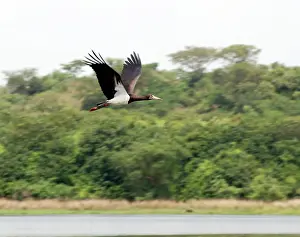 Intra: Abdim's Stork - Intra-African migrant - in flight