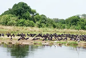 Intra: Abdim's Stork - Intra-African migrant - flock resting