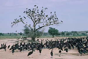 Abdimii: Abdim's Stork - large flock of gathered by water