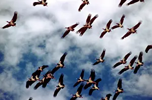 Abdimii: Abdim's Storks - in flight