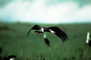 Abdimii: Abdim's Storks - in flight with frog prey