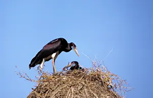 Richard Porter: Abdim's Storks - at nest