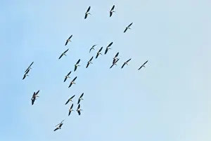 Abdimii: Abdim's / White-bellied Storks