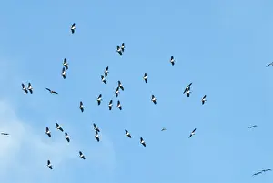 Abdimii: Abdim's / White-bellied Storks - Flock in flight