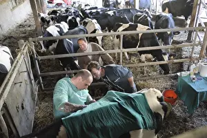 Operation: Abdominal surgery of a Cow by a veterinarian France