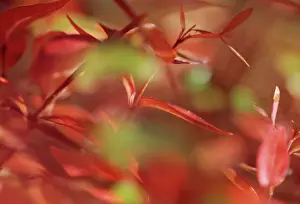 Grandifolia: Abelia