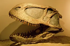 Theropods: Abelisaurus comahuensis - Theropod