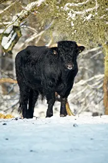 Angus: Aberdeen Angus Bull - in winter