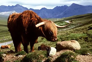 Angus: ABERDEEN ANGUS - HIGHLAND CATTLE