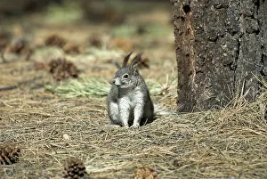 Aberti: Abert's Squirrel